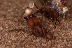 fourmi coupe-feuille atta