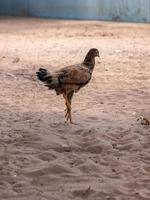 poulet animal domestique photo