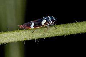 cicadelle typique adulte