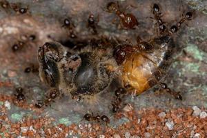 fourmis à grosse tête mangeant une abeille occidentale morte photo