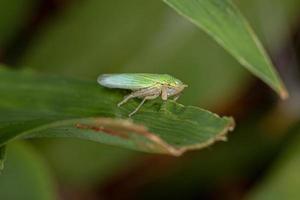 cicadelle typique adulte photo