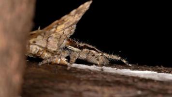 Araignée sauteuse de mur gris s'attaquant à un papillon de nuit photo