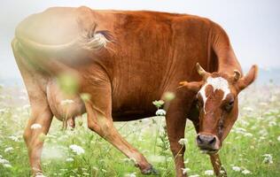 une content vache broute dans une fleur Prairie et jouit vie. photo