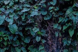 foncé mystique sombre feuilles de une escalade plante photo