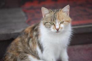 une magnifique bâtard chat est assis sur une couverture et regards à le caméra avec Jaune yeux. elle veut à être caressé et plaint. photo