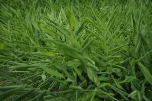 légume vert arrière-plan.myoga gingembre avec vert feuilles. photo