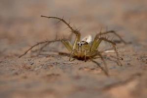 araignée lynx rayé photo