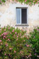 fenêtre de un vieux maison dans floraison des buissons. photo