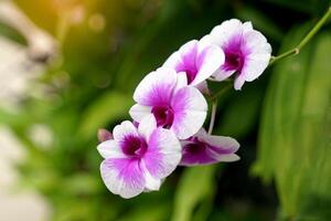 gros plan d'un beau bouquet de fleurs d'orchidées pourpres sur un arbre. mise au point douce et sélective. photo