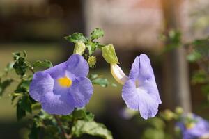 rois manteau, violet, semi-escalade arbuste, en forme de trompette fleurs, pâle Jaune pétales à le base, 5 séparé pétales à le fin, violet bleuâtre et blanc, épanouissement tout au long de le an. photo