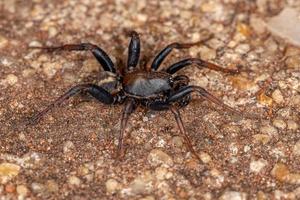 araignée zodariid mâle adulte