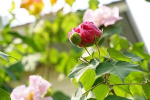 changeable Rose bourgeon inflorescence est une arbre avec spécial fleurs. pouvez changement Couleur à premier il a été blanc, rose pendant le journée et avant il a été saupoudré avec foncé rose. doux et sélectif se concentrer. photo