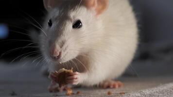fermer de national blanc rat en mangeant le graines. 4k photo