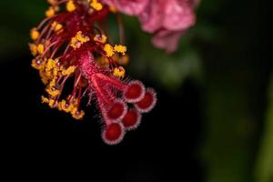 fleur d'hibiscus rouge photo