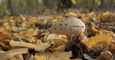 le parasol champignon dans le forêt dans l'automne saison. macrolépiota procéder, fermer photo