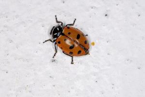 coccinelle convergente photo