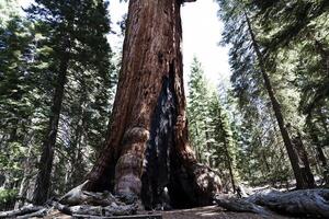 carbonisé base de séquoia arbre de Feu yosemite nationale parc Californie photo