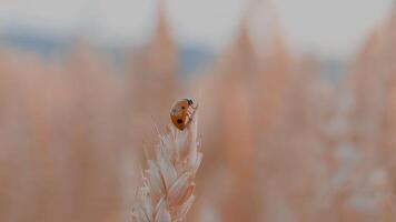 coccinelle est assis sur une pointe de blé contre le Contexte de une champ et bleu ciel photo