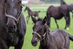 noir kladrubien cheval, jument avec poulain photo