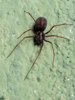 araignée crachée brésilienne photo