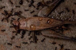 fourmi africaine à grosse tête s'attaquant à un vrai cricket