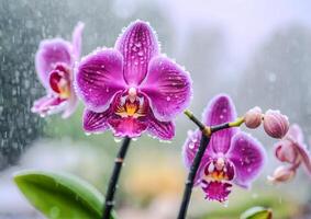 ai généré violet et rose orchidée fleurs dans plein floraison, mettant en valeur le beauté de la nature tropical fleurs photo