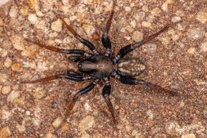 araignée zodariid mâle adulte