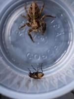 mouche domestique avec une araignée sauteuse pantropicale en arrière-plan photo