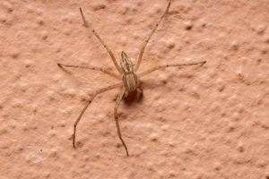 Araignée crabe en marche dans le mur