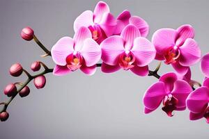 ai généré brillant rose phalaenopsis orchidée fleurs. magnifique branche avec fleurs de tropical les plantes photo