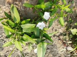 kalmishak est surtout bénéfique pour le yeux. kalmishaka aiguise vue. anti-maladie kalmi feuilles avoir une lot de vitamine 'c'. il actes comme un anti-oxydant et empêche divers maladies dans le corps photo