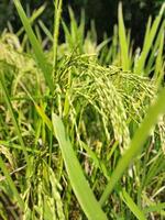 paddy a commencé maturité chaque année avec le arrivée de Nouveau paddy chaque bengali famille fête le Navane festival, le goût de pithapuli départs dans le maisons de rural Bengale. photo