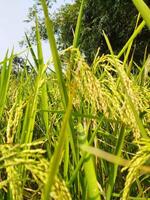 paddy a commencé maturité chaque année avec le arrivée de Nouveau paddy chaque bengali famille fête le Navane festival, le goût de pithapuli départs dans le maisons de rural Bengale. photo