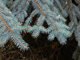 bleu épicéa branches avec aiguilles sur une foncé Contexte. bleu épicéa avec le Latin Nom picea pungens. photo