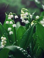 ai généré magnifique blanc fleurs lilly de le vallée dans pluvieux jardin. convallaria majalis des bois floraison plante. photo