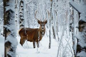 ai généré cerf dans le forêt dans l'hiver. photo