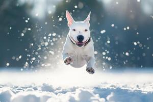 ai généré Anglais taureau terrier chien sauter dans le neige photo