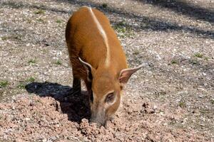 rouge rivière porc, aussi connu comme le buisson cochon. photo