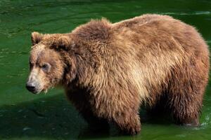 Kamchatka ours dans l'eau. photo