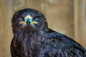 portrait d'un aigle des steppes photo