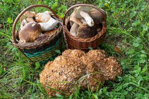 deux plein paniers avec comestible champignons et choufleur champignon. photo