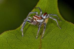 araignée sauteuse mâle adulte