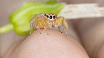 araignée sauteuse adulte photo