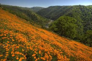 coquelicots de californie près de coloma, californie photo