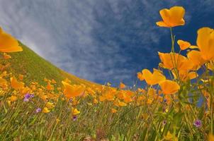 coquelicots de Californie, mt. murphy, coloma photo