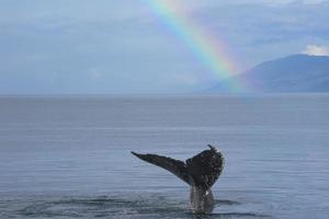 Fluke baleine à bosse et arc-en-ciel, Alaska photo
