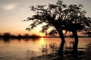 arbres inondés pendant la saison des pluies, amazone photo