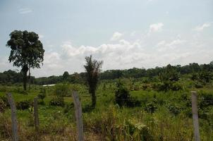 défrichement des terres de la forêt amazonienne, équateur photo