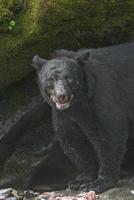 ours noir cicatrisé, anan creek, alaska photo