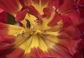 tulipe rouge et jaune photo